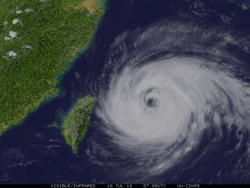 台风中的小流浪冲上热搜它们躲雨的样子乖得让人心疼