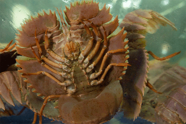 1912活捉 爆火抖音的史前生物「琵琶虾」