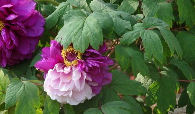 喜欢菊花 不如养盆 牡丹名品 紫二乔 一花开两色 绚丽多姿