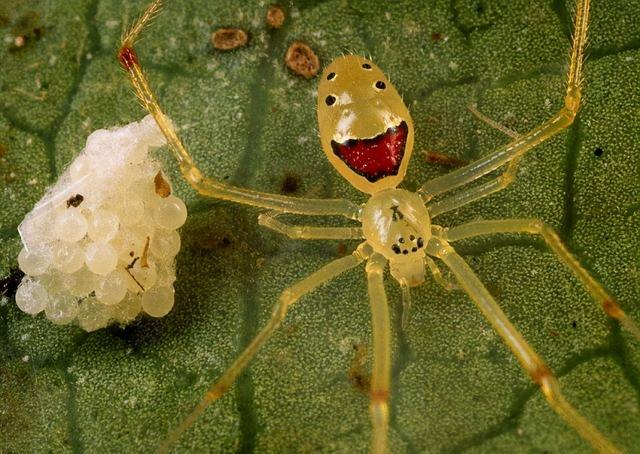 夏威夷的笑脸蜘蛛笑靥如花 这么招摇的它们是如何存活下来的