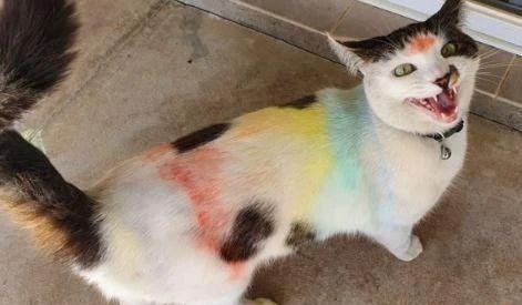 猫咪出门后变成 彩虹猫 原以为被人虐待 细看后笑不出来