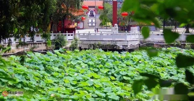 夏日的佛山南国桃园 梵音袅袅映衬娇花照水 满池荷花已绽放