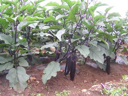 农村种植茄子 想让其高产 摘心 工序不能少 摘得好产量也高