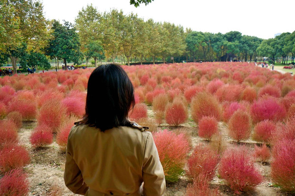 没想到 能吃能做扫把的草能变网红 最近上海的秋天靠它够了