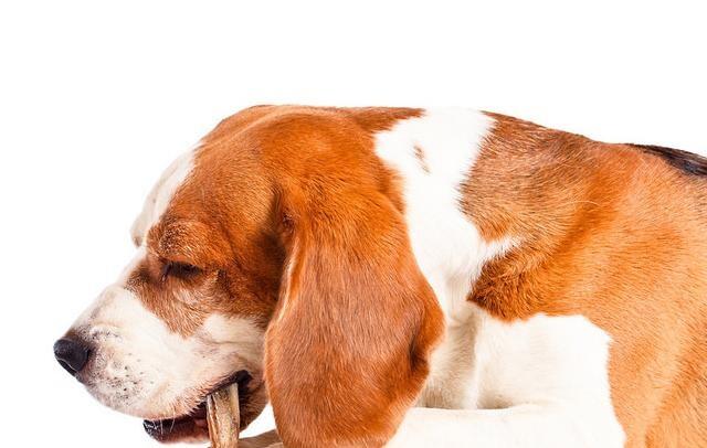 健康的狗狗通常食欲旺盛 我们应该一天喂食几次呢